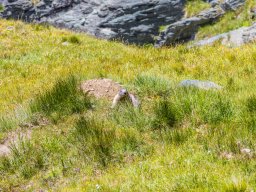 Grossglocknergebiet - Murmeltier